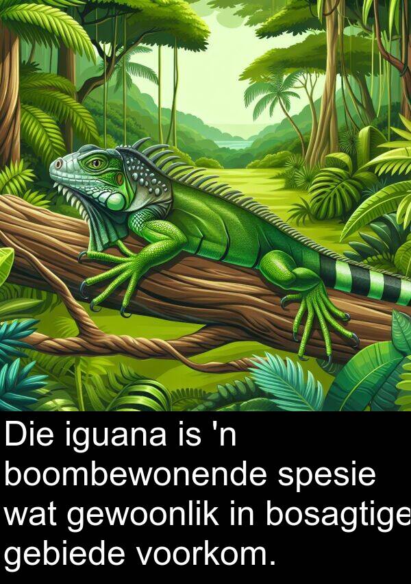 gebiede: Die iguana is 'n boombewonende spesie wat gewoonlik in bosagtige gebiede voorkom.