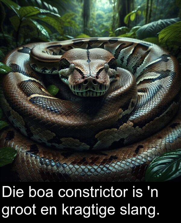 constrictor: Die boa constrictor is 'n groot en kragtige slang.