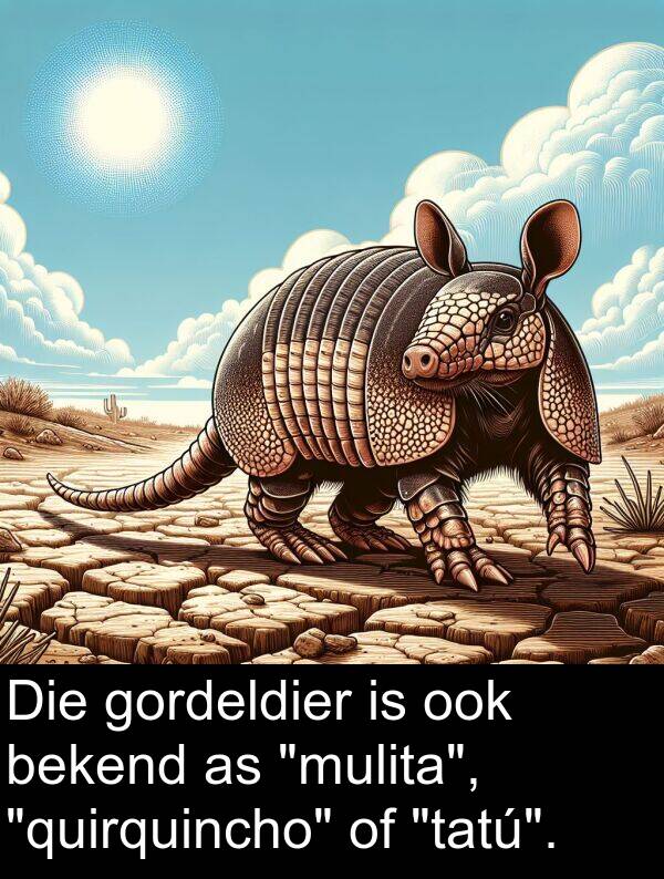 bekend: Die gordeldier is ook bekend as "mulita", "quirquincho" of "tatú".