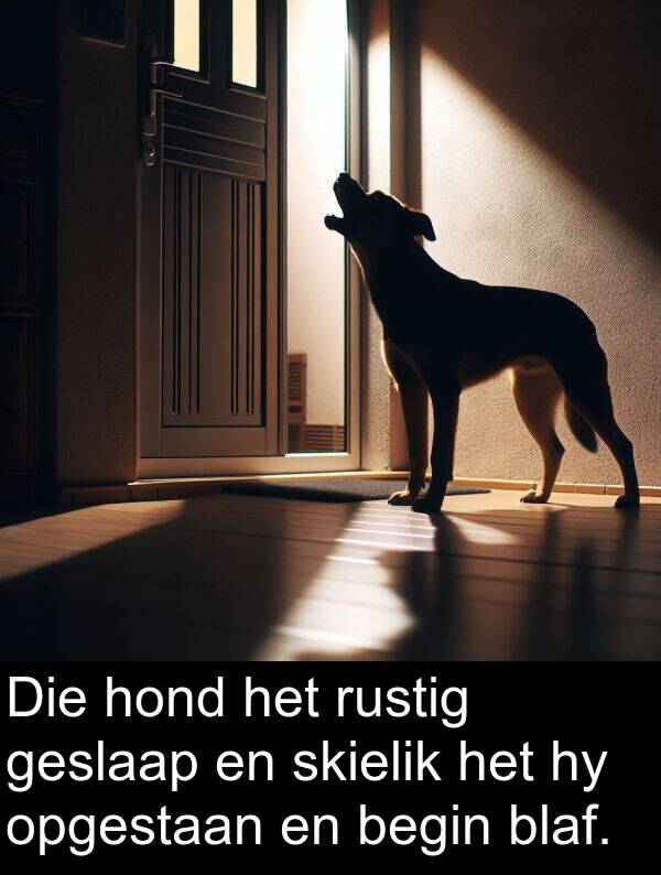 rustig: Die hond het rustig geslaap en skielik het hy opgestaan en begin blaf.