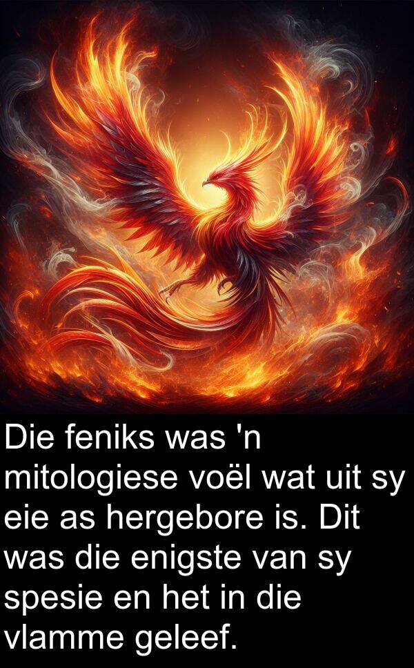 feniks: Die feniks was 'n mitologiese voël wat uit sy eie as hergebore is. Dit was die enigste van sy spesie en het in die vlamme geleef.