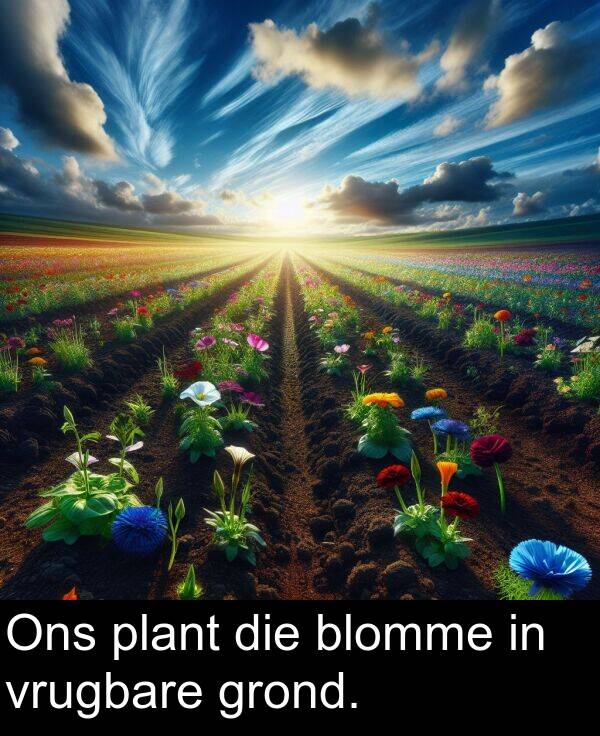 plant: Ons plant die blomme in vrugbare grond.