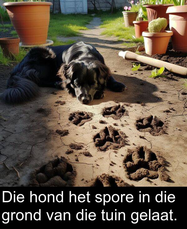 tuin: Die hond het spore in die grond van die tuin gelaat.