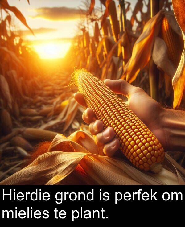 perfek: Hierdie grond is perfek om mielies te plant.