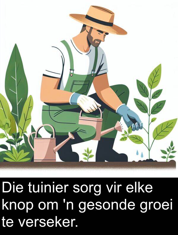 tuinier: Die tuinier sorg vir elke knop om 'n gesonde groei te verseker.