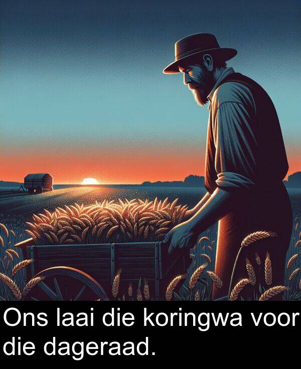 laai: Ons laai die koringwa voor die dageraad.