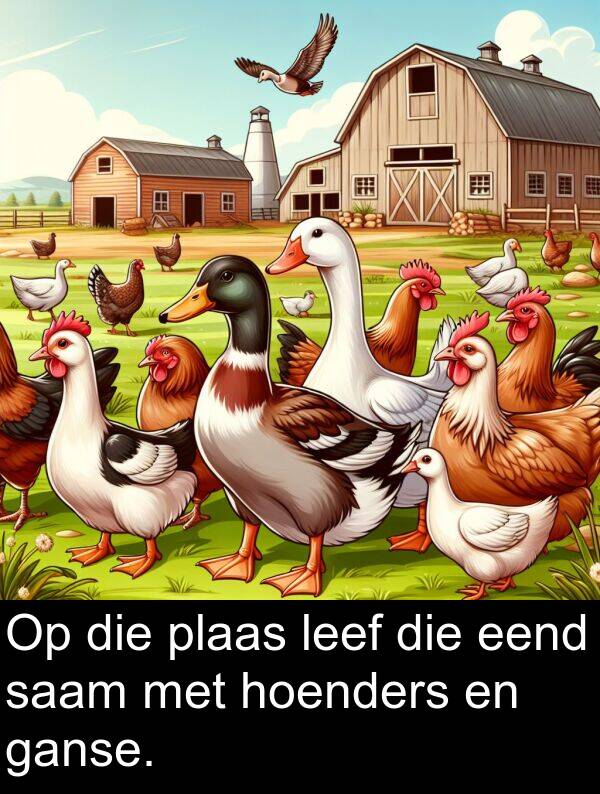 ganse: Op die plaas leef die eend saam met hoenders en ganse.