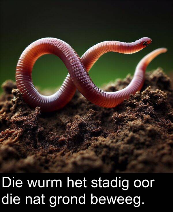 nat: Die wurm het stadig oor die nat grond beweeg.