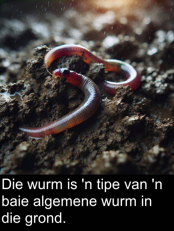 tipe: Die wurm is 'n tipe van 'n baie algemene wurm in die grond.