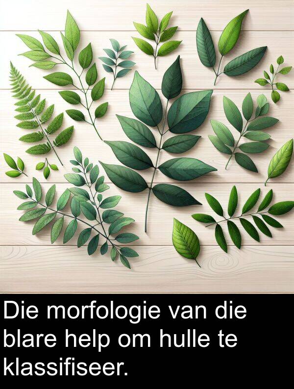 hulle: Die morfologie van die blare help om hulle te klassifiseer.