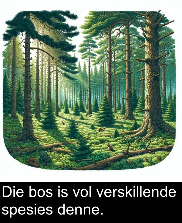 denne: Die bos is vol verskillende spesies denne.