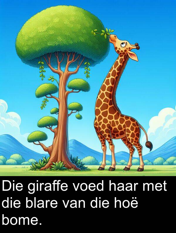 hoë: Die giraffe voed haar met die blare van die hoë bome.