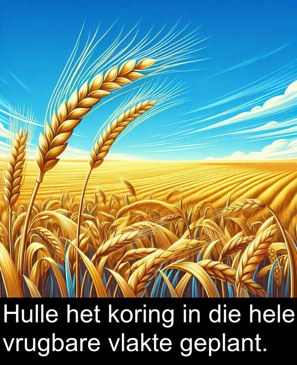 hele: Hulle het koring in die hele vrugbare vlakte geplant.