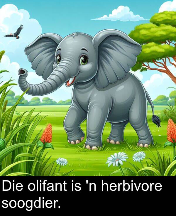 herbivore: Die olifant is 'n herbivore soogdier.