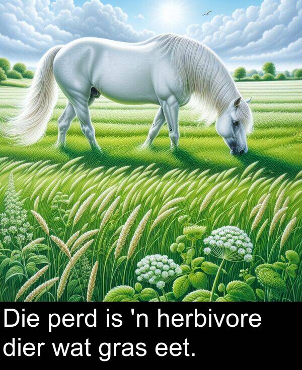 perd: Die perd is 'n herbivore dier wat gras eet.