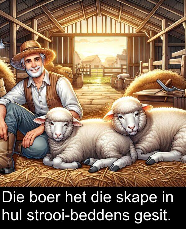 hul: Die boer het die skape in hul strooi-beddens gesit.