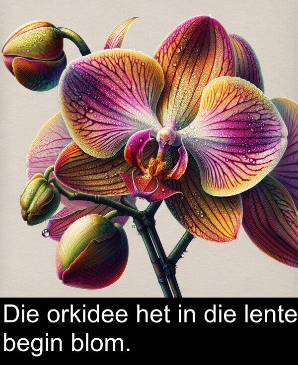 begin: Die orkidee het in die lente begin blom.