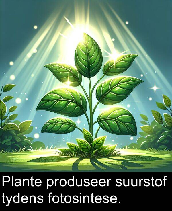 fotosintese: Plante produseer suurstof tydens fotosintese.