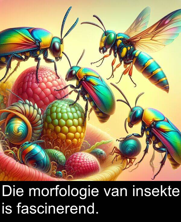 fascinerend: Die morfologie van insekte is fascinerend.