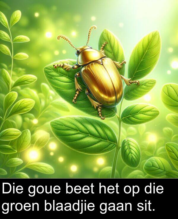 beet: Die goue beet het op die groen blaadjie gaan sit.