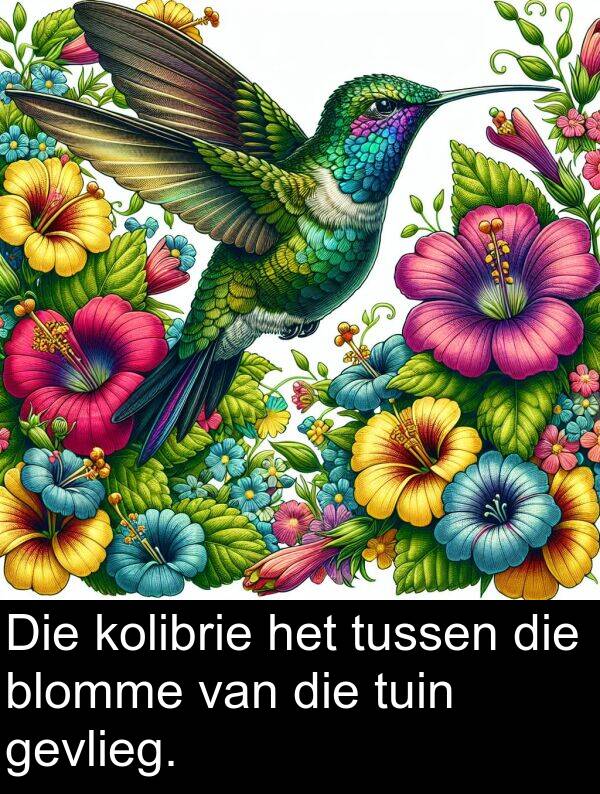 tuin: Die kolibrie het tussen die blomme van die tuin gevlieg.