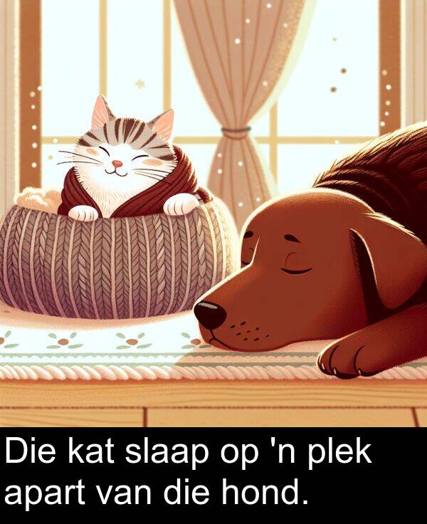 plek: Die kat slaap op 'n plek apart van die hond.