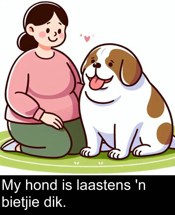 hond: My hond is laastens 'n bietjie dik.