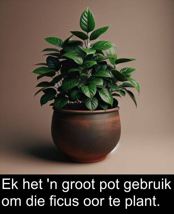 gebruik: Ek het 'n groot pot gebruik om die ficus oor te plant.