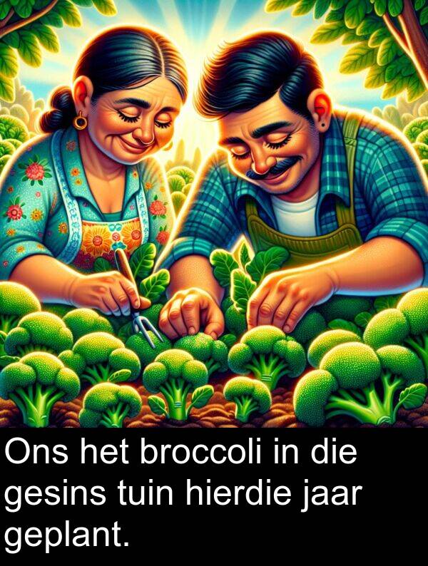 tuin: Ons het broccoli in die gesins tuin hierdie jaar geplant.