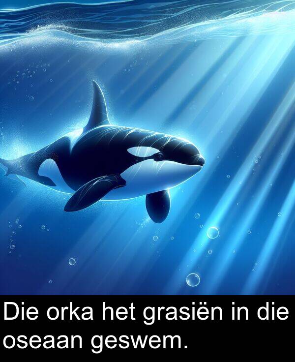 geswem: Die orka het grasiën in die oseaan geswem.