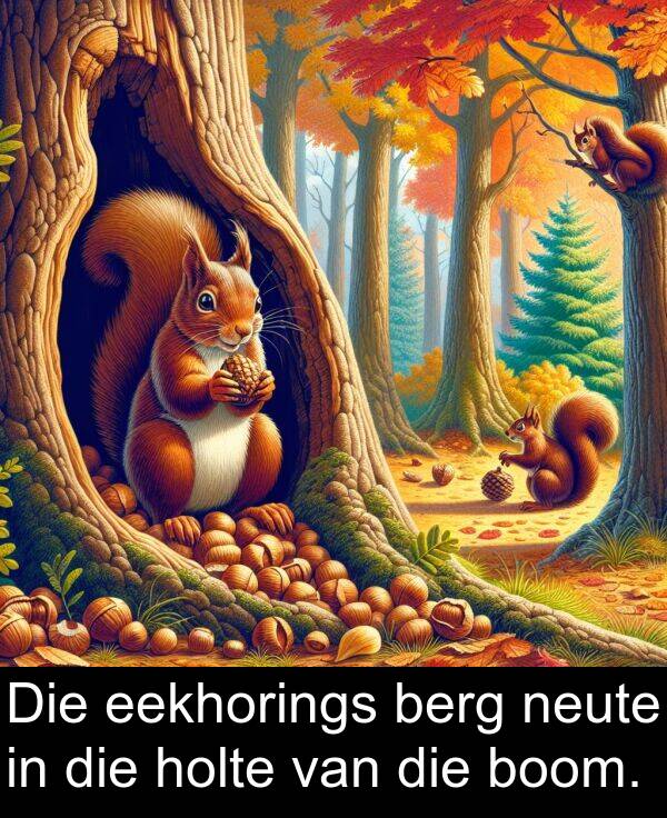 neute: Die eekhorings berg neute in die holte van die boom.