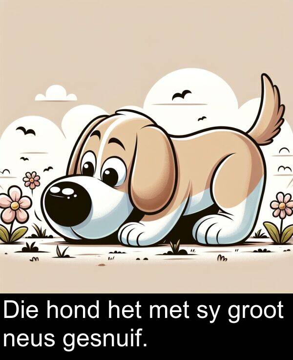 hond: Die hond het met sy groot neus gesnuif.