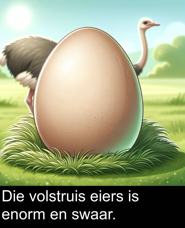 enorm: Die volstruis eiers is enorm en swaar.