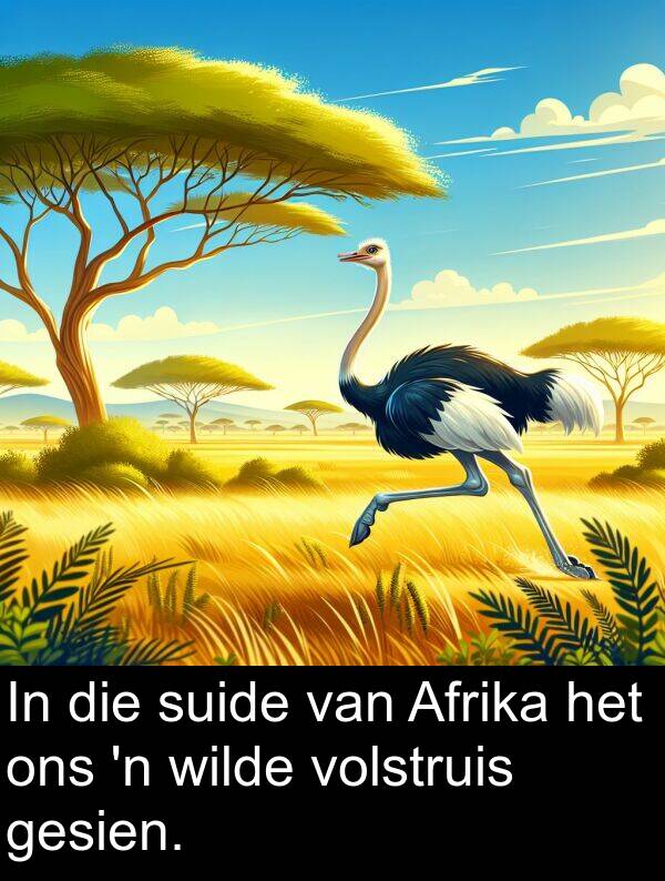 wilde: In die suide van Afrika het ons 'n wilde volstruis gesien.