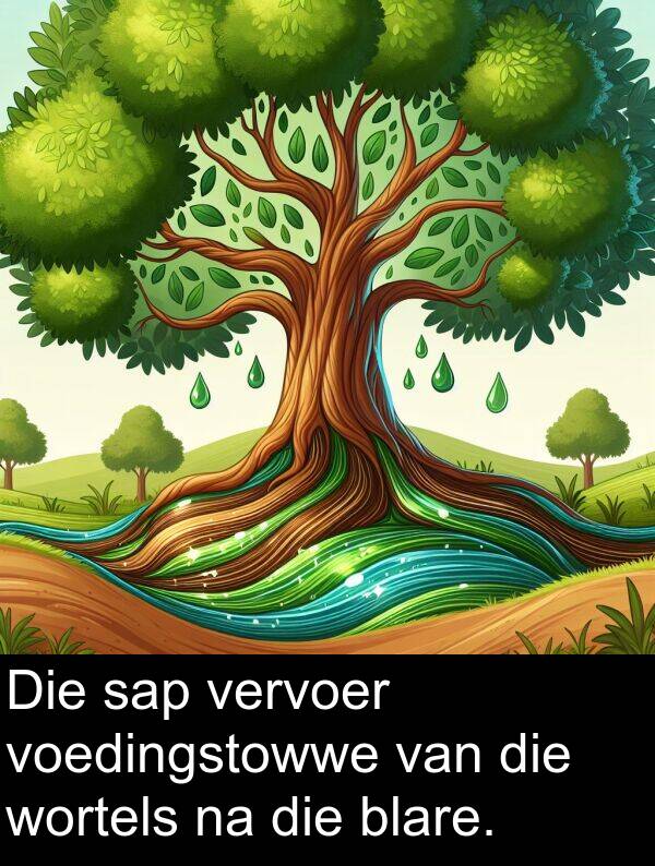 wortels: Die sap vervoer voedingstowwe van die wortels na die blare.