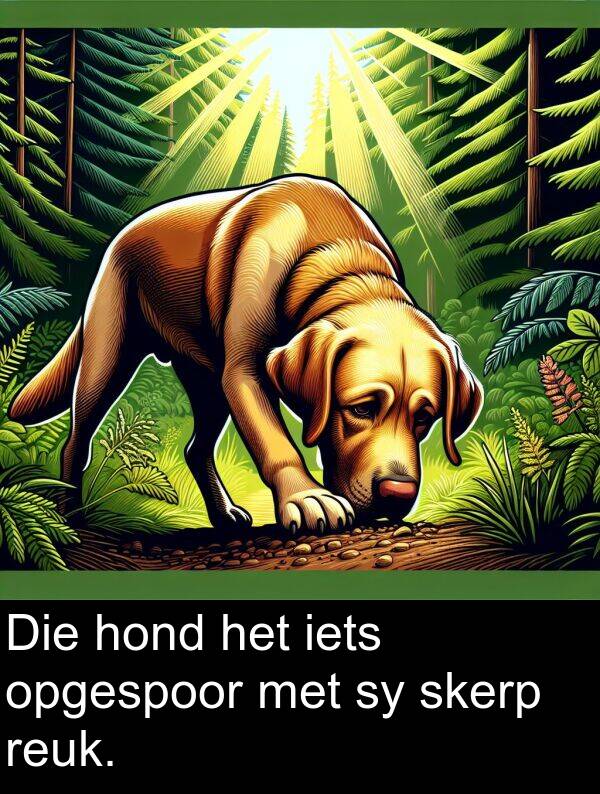 hond: Die hond het iets opgespoor met sy skerp reuk.