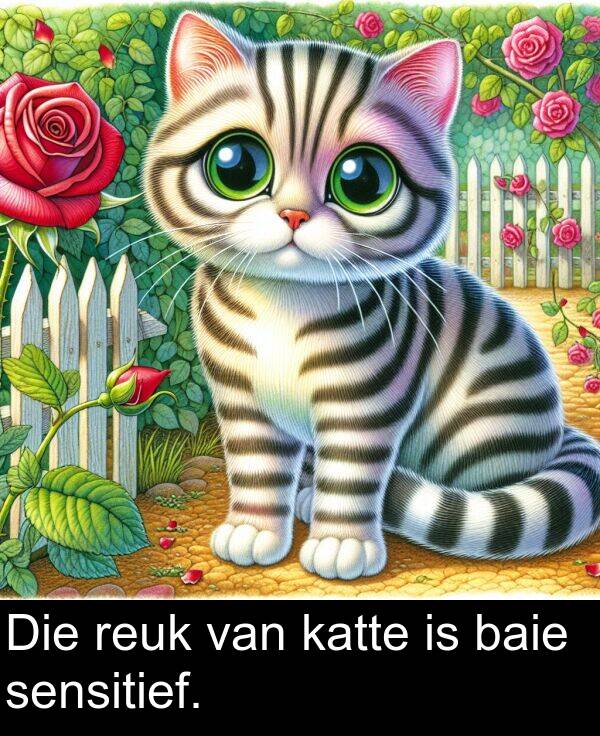 baie: Die reuk van katte is baie sensitief.