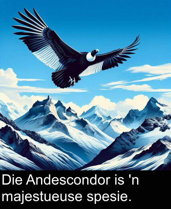 majestueuse: Die Andescondor is 'n majestueuse spesie.