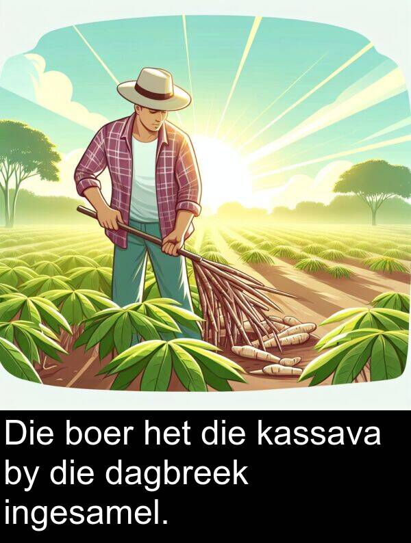 ingesamel: Die boer het die kassava by die dagbreek ingesamel.