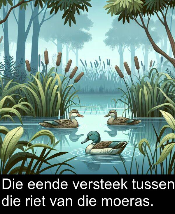 eende: Die eende versteek tussen die riet van die moeras.