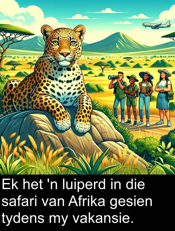 safari: Ek het 'n luiperd in die safari van Afrika gesien tydens my vakansie.