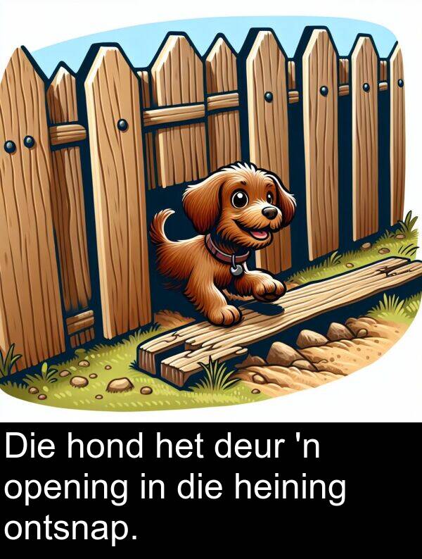 heining: Die hond het deur 'n opening in die heining ontsnap.