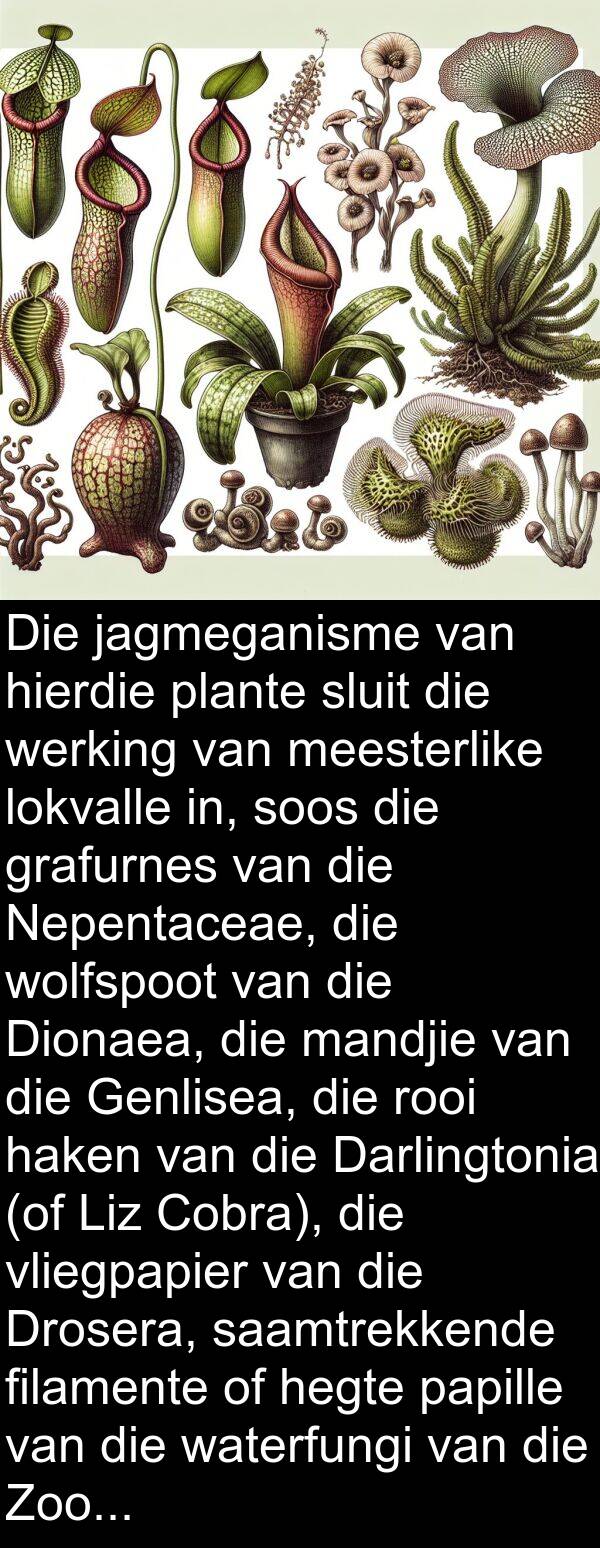 hegte: Die jagmeganisme van hierdie plante sluit die werking van meesterlike lokvalle in, soos die grafurnes van die Nepentaceae, die wolfspoot van die Dionaea, die mandjie van die Genlisea, die rooi haken van die Darlingtonia (of Liz Cobra), die vliegpapier van die Drosera, saamtrekkende filamente of hegte papille van die waterfungi van die Zoofagos-tipe.