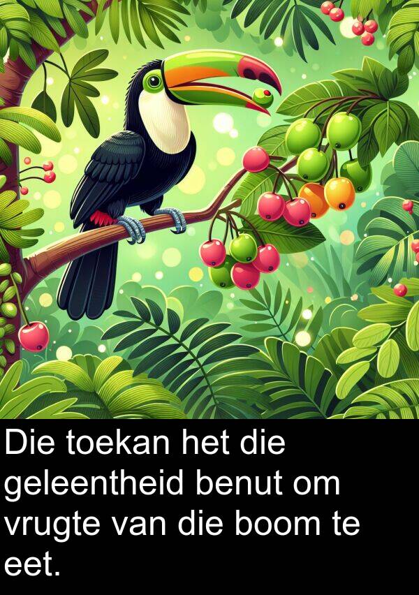 benut: Die toekan het die geleentheid benut om vrugte van die boom te eet.