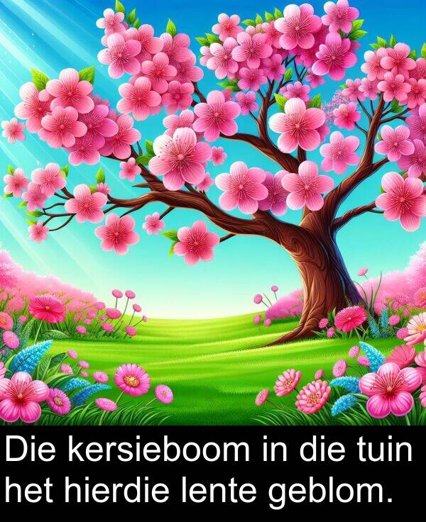 tuin: Die kersieboom in die tuin het hierdie lente geblom.