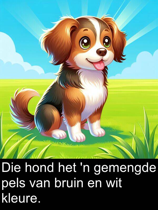 pels: Die hond het 'n gemengde pels van bruin en wit kleure.