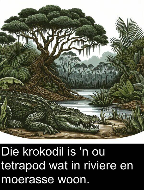 tetrapod: Die krokodil is 'n ou tetrapod wat in riviere en moerasse woon.