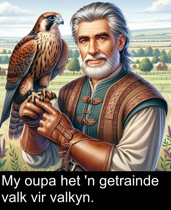 valkyn: My oupa het 'n getrainde valk vir valkyn.