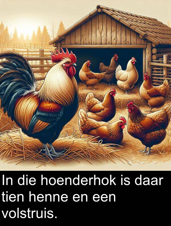 hoenderhok: In die hoenderhok is daar tien henne en een volstruis.