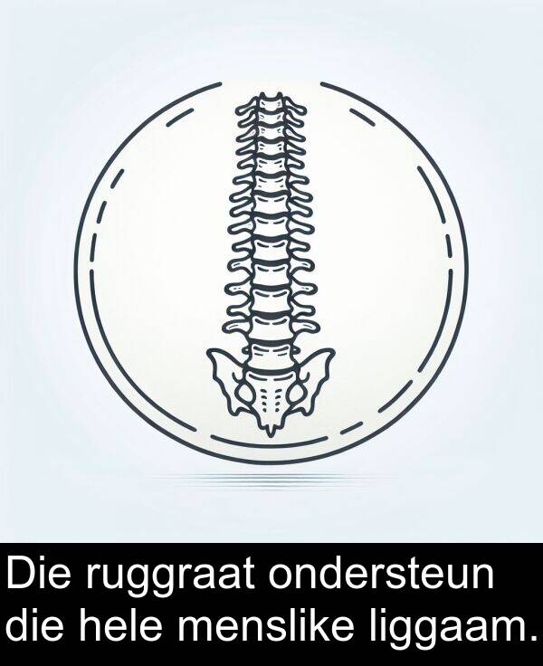 hele: Die ruggraat ondersteun die hele menslike liggaam.